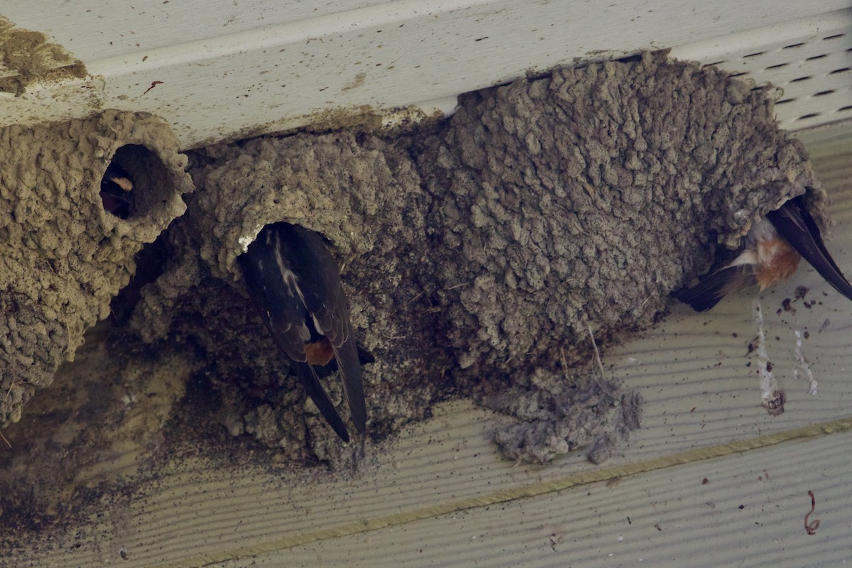 Cliff Swallow (pyrrhonota Group) - ML620399408