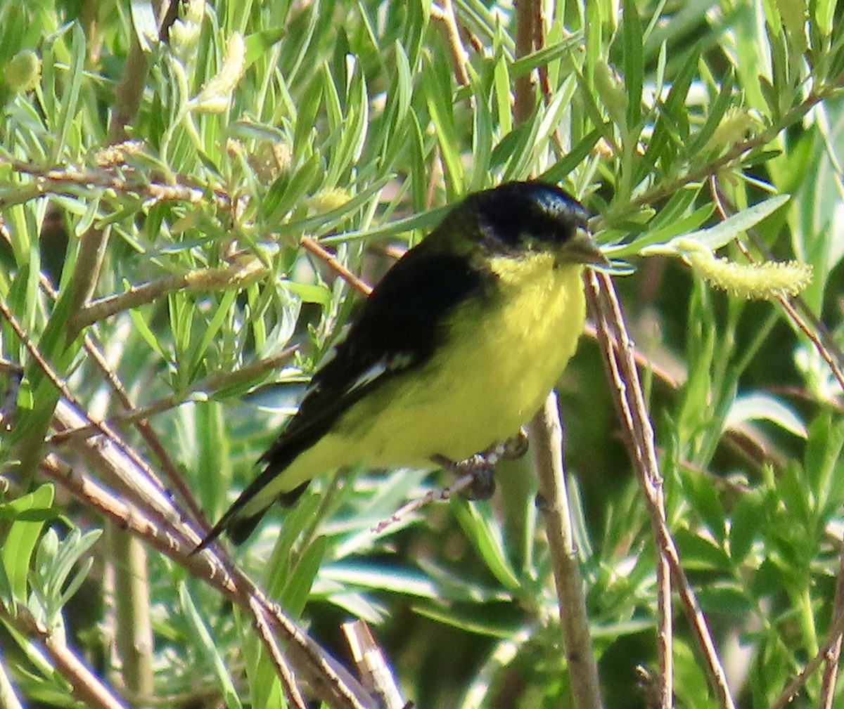 Lesser Goldfinch - ML620399413