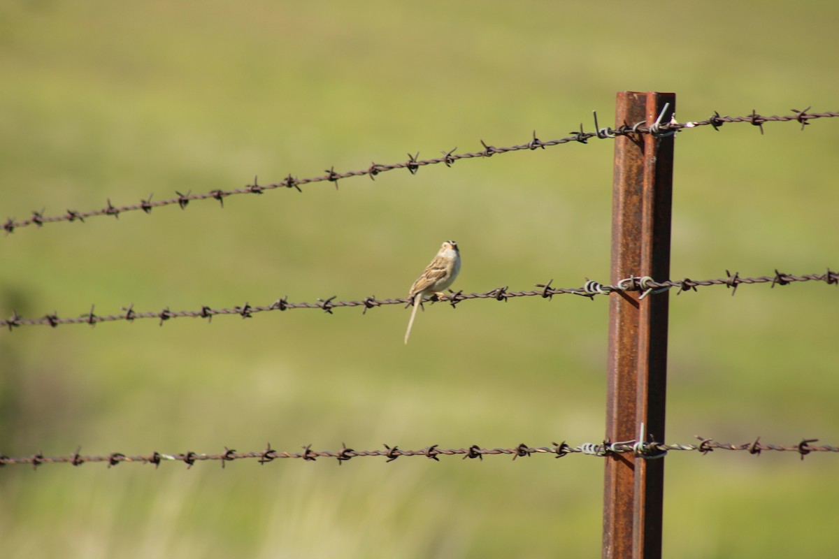 Clay-colored Sparrow - Carl Ingwell