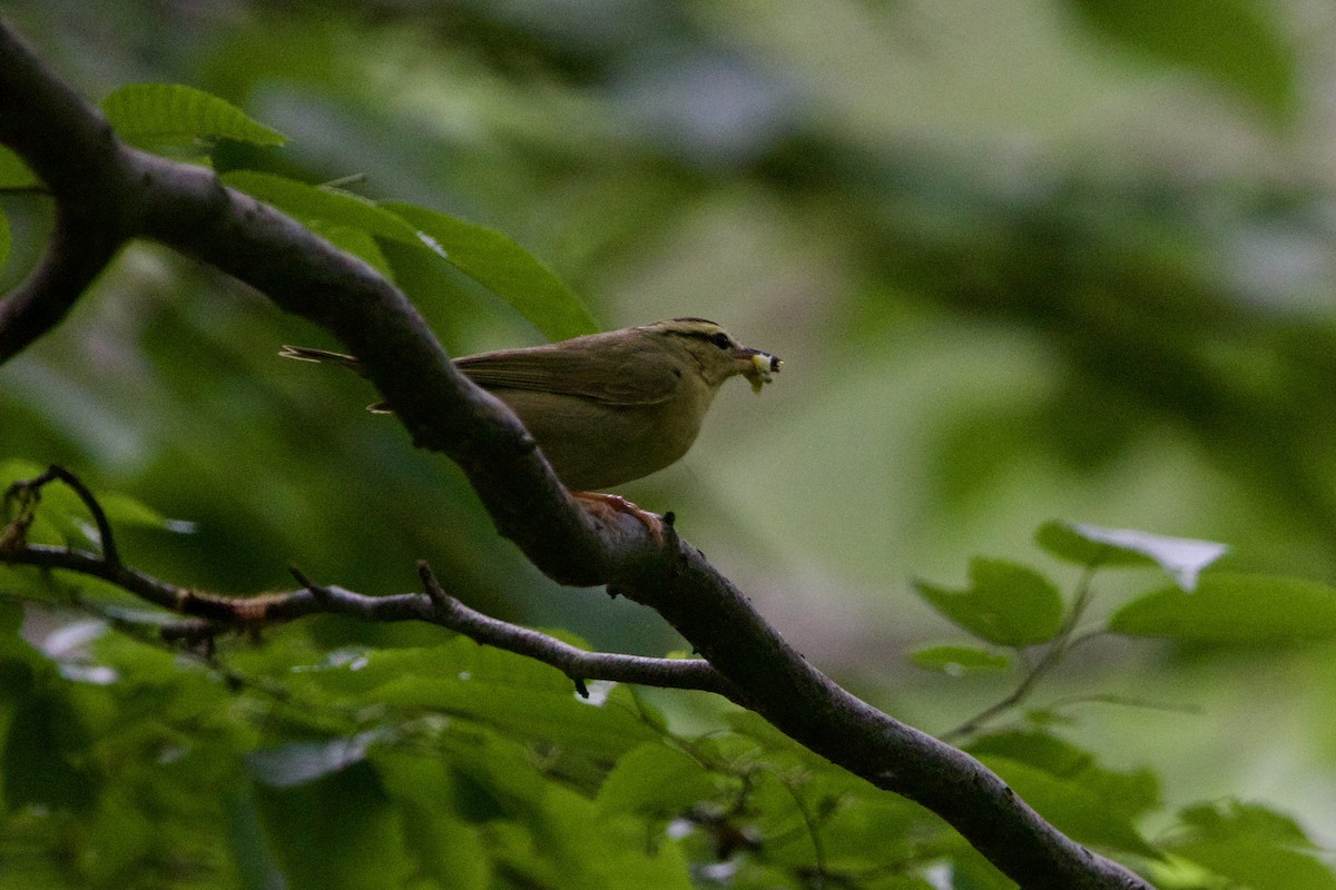 Worm-eating Warbler - ML620399434