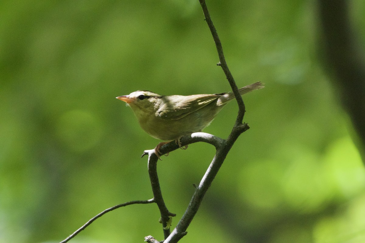 Worm-eating Warbler - ML620399437