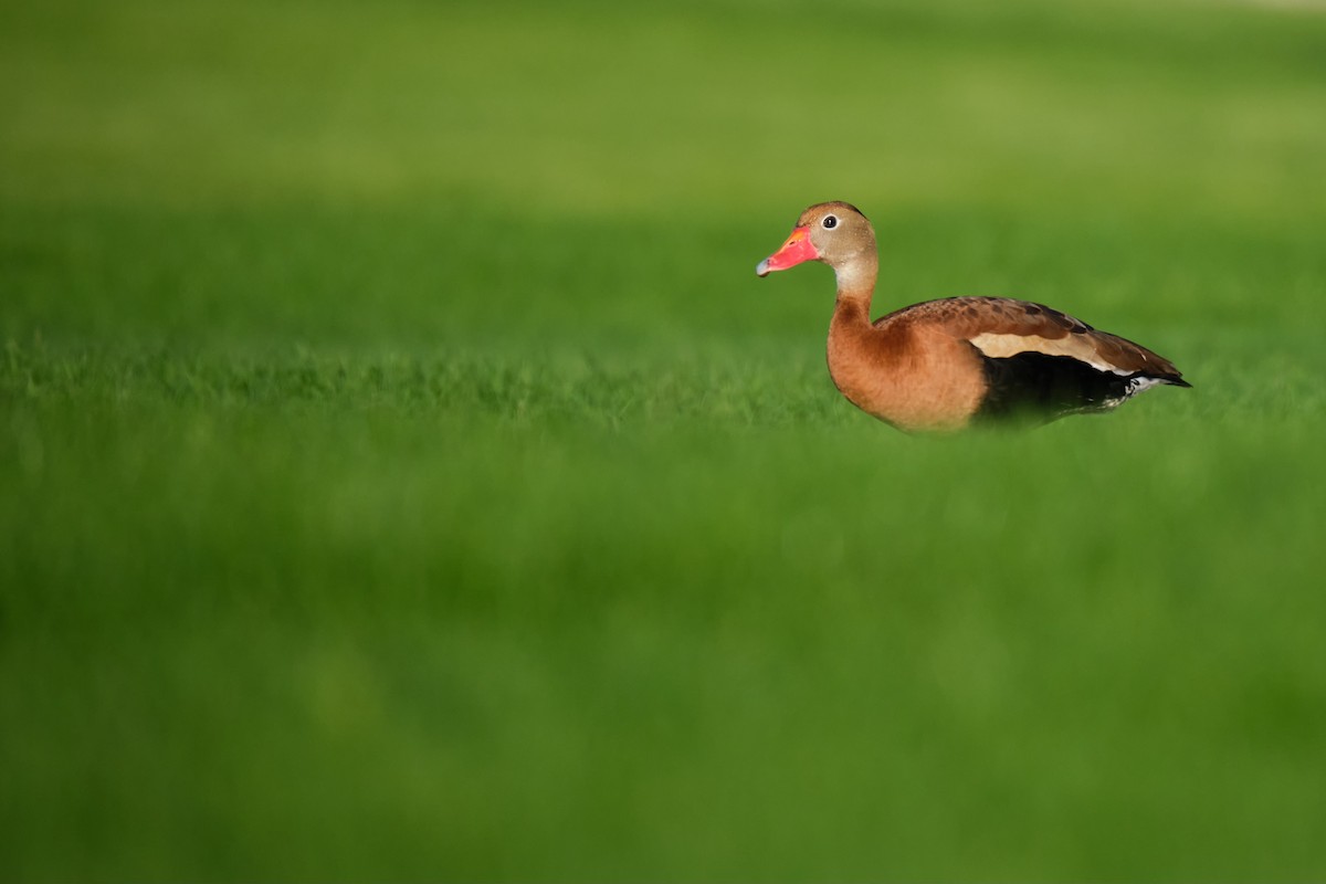 Black-bellied Whistling-Duck - ML620399440