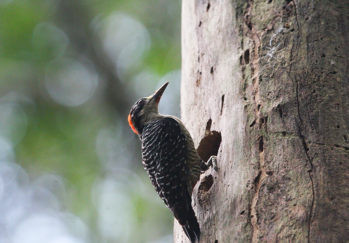 Black-cheeked Woodpecker - Richard Harris
