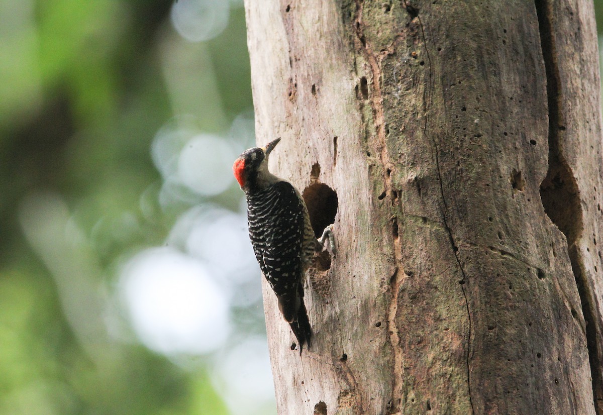 Black-cheeked Woodpecker - ML620399444