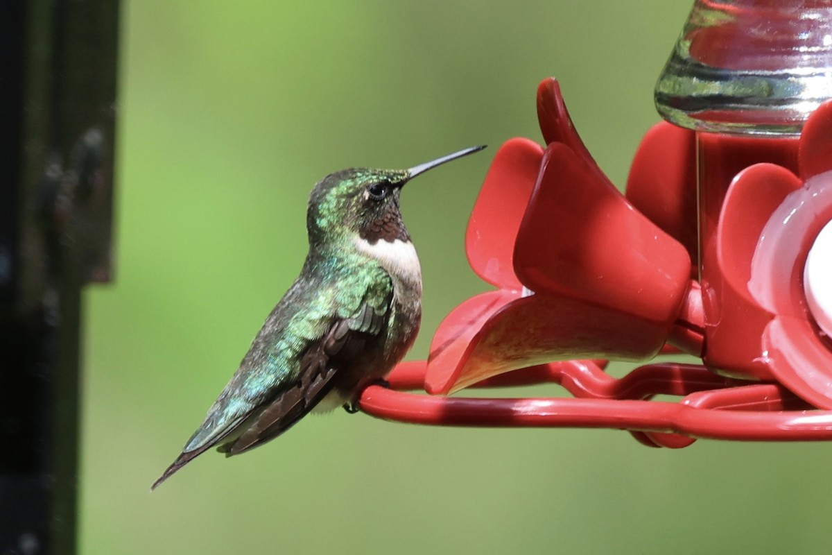 Ruby-throated Hummingbird - ML620399448