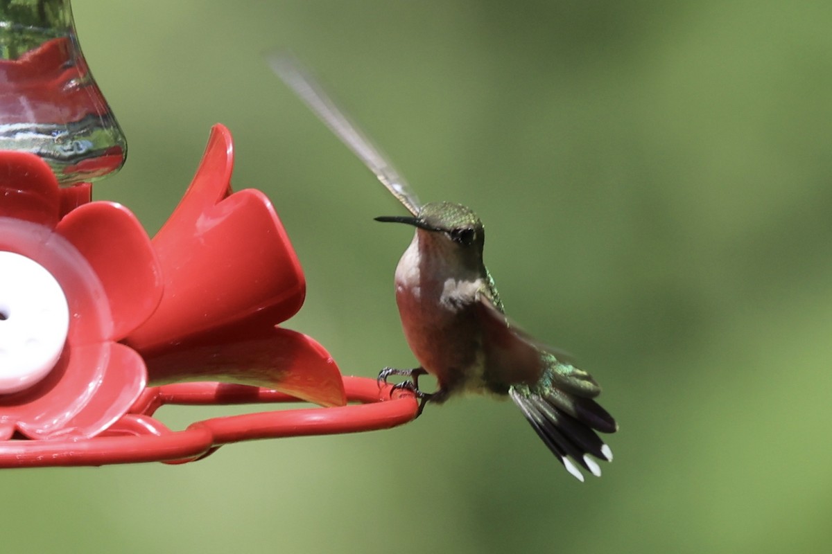 Ruby-throated Hummingbird - ML620399452