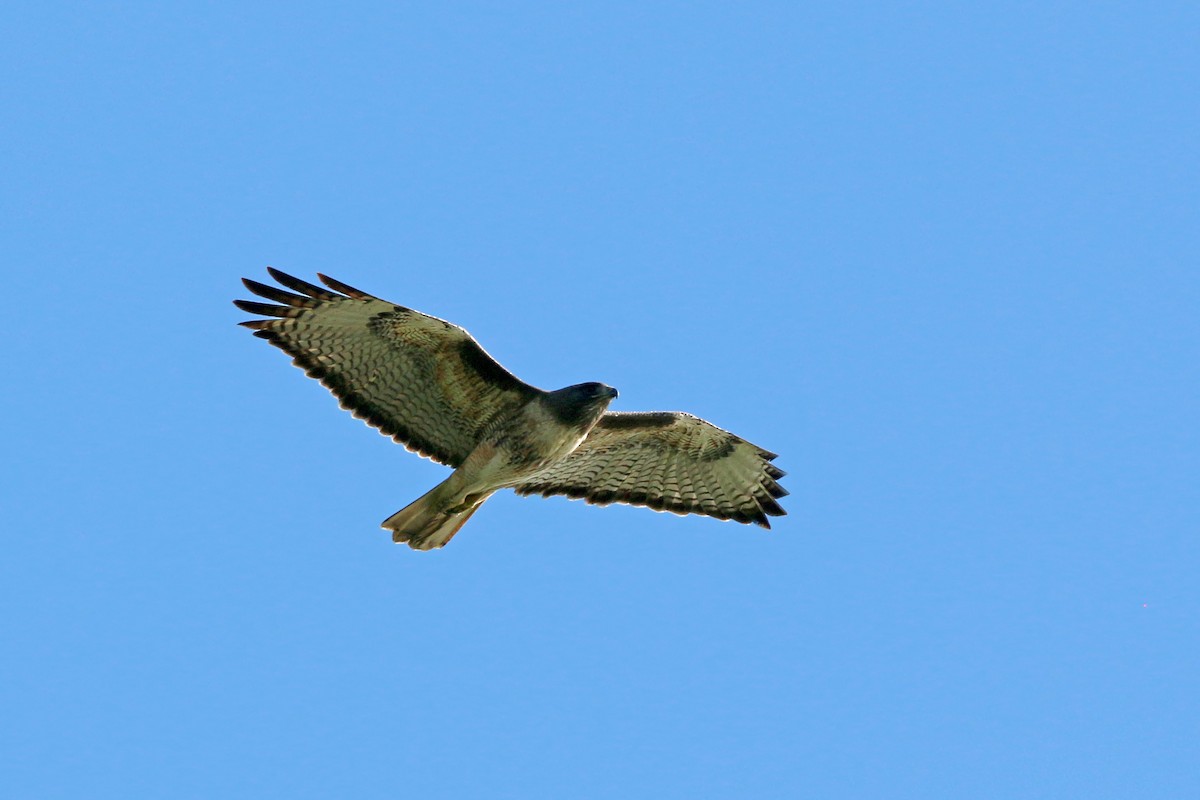 Red-tailed Hawk - ML620399454