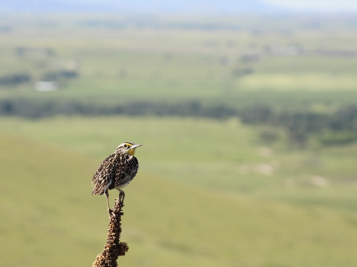 Western Meadowlark - ML620399455