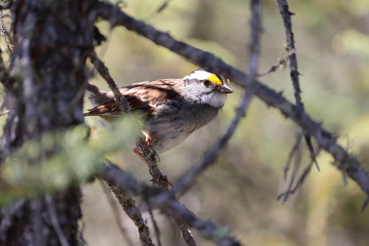 White-throated Sparrow - ML620399467