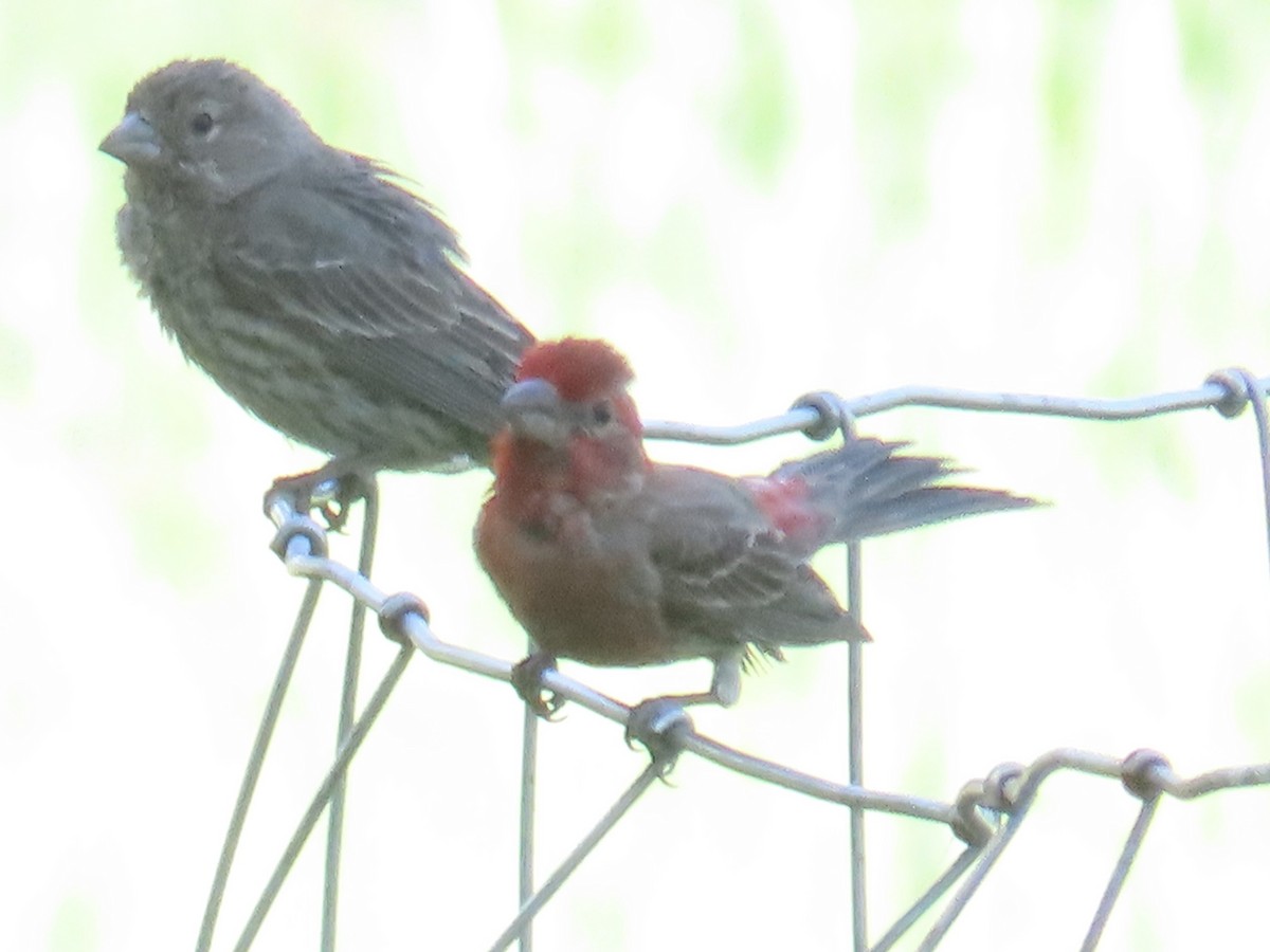 House Finch - ML620399475