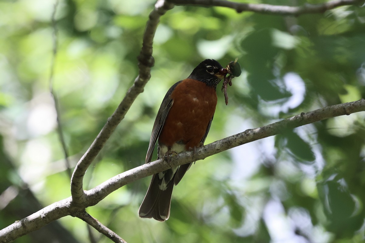 American Robin - ML620399477