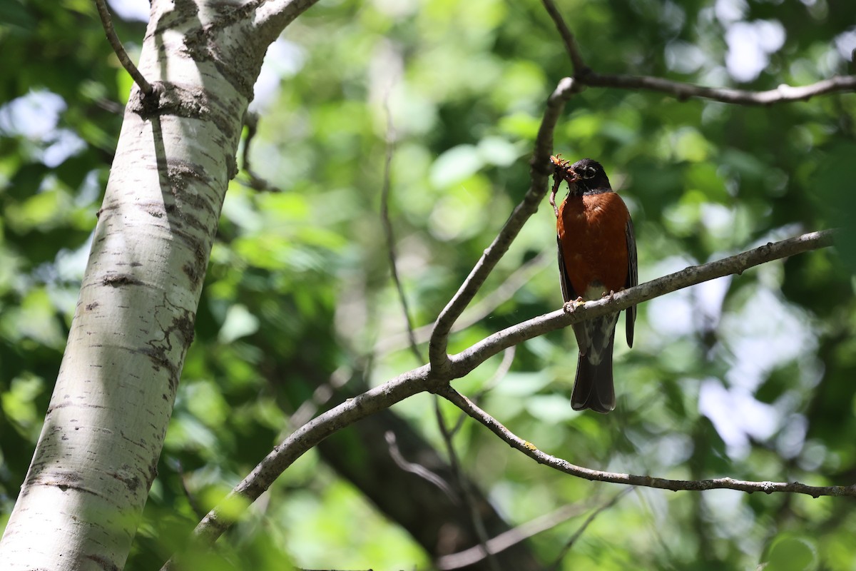 American Robin - ML620399479