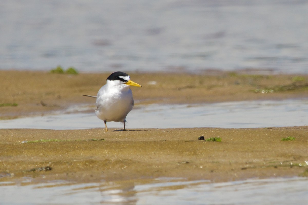 Least Tern - ML620399496