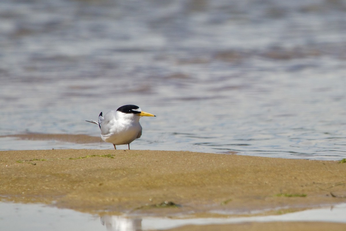 Least Tern - ML620399497