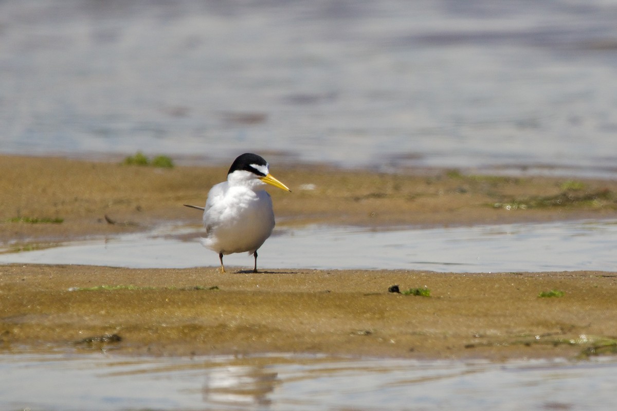 Least Tern - ML620399498