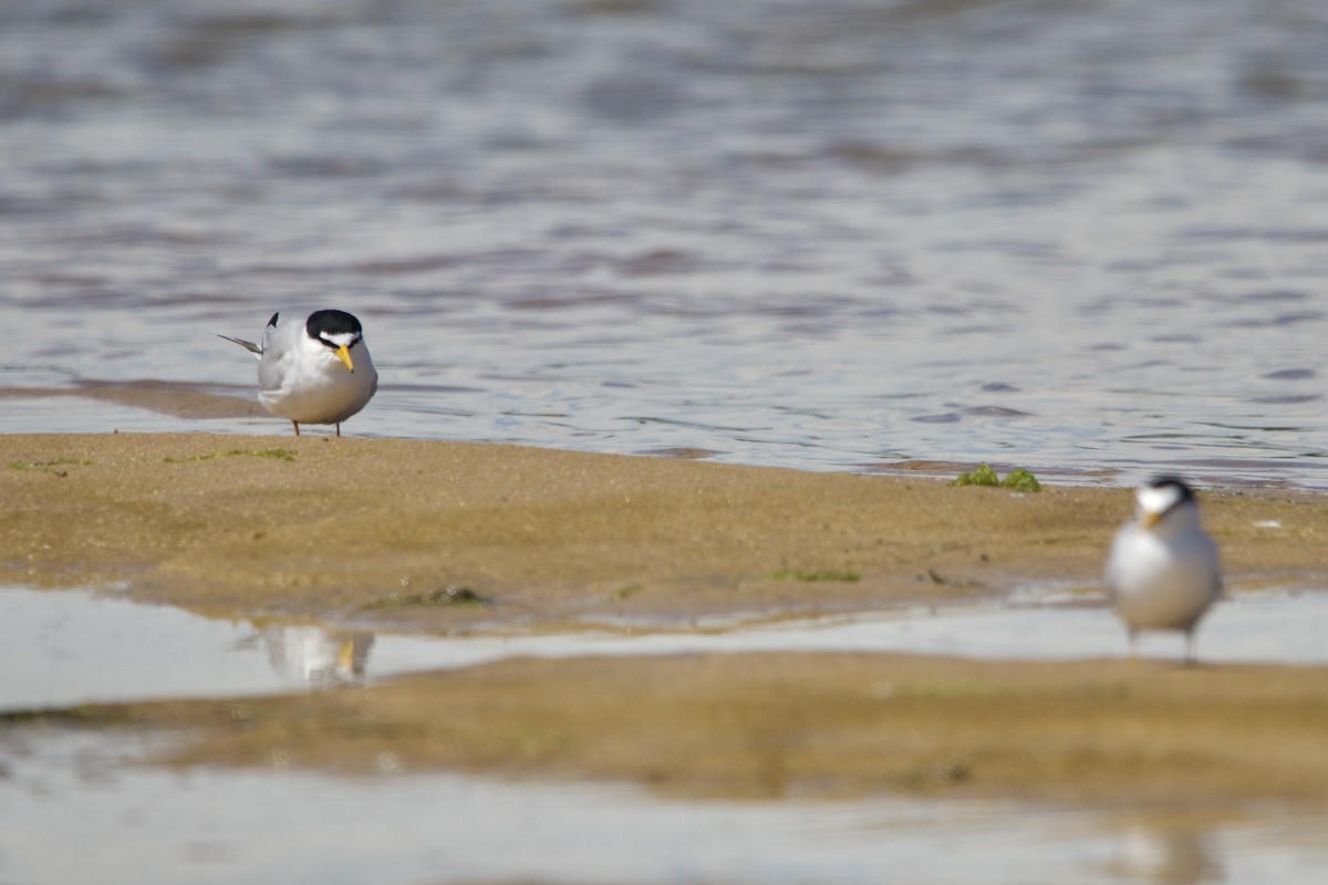 Least Tern - ML620399499