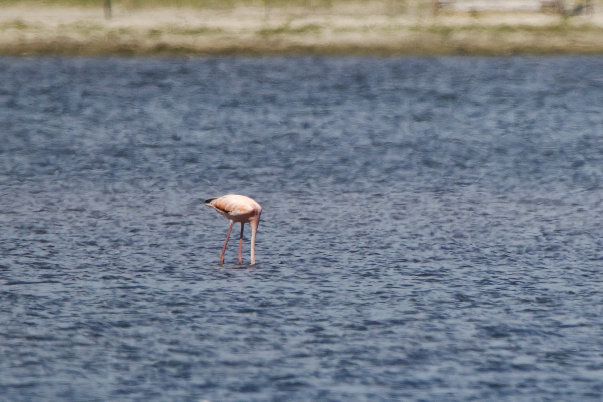 Flamant des Caraïbes - ML620399510