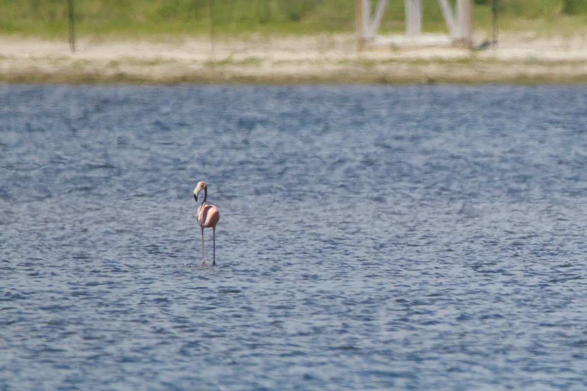 American Flamingo - ML620399511