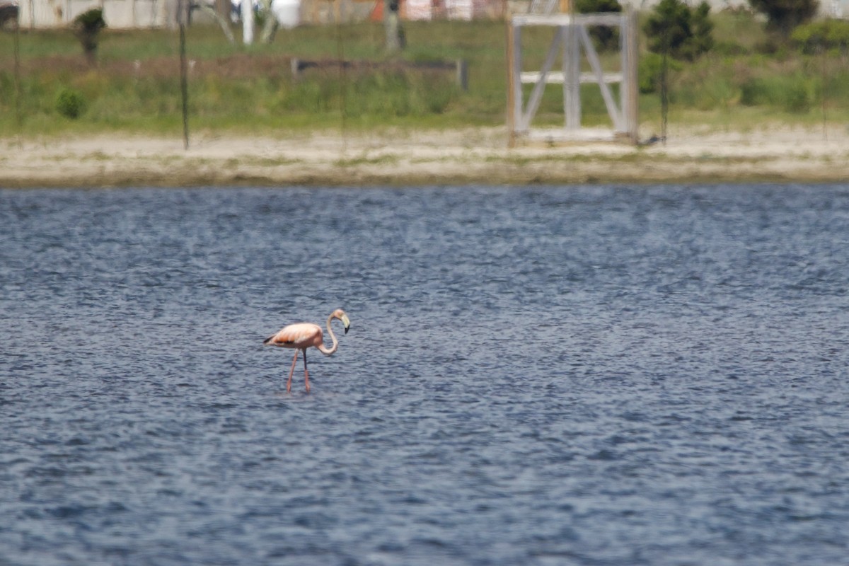 American Flamingo - ML620399513