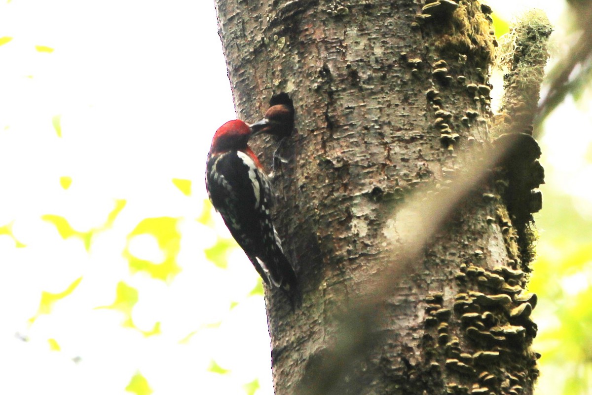 Red-breasted Sapsucker - ML620399518