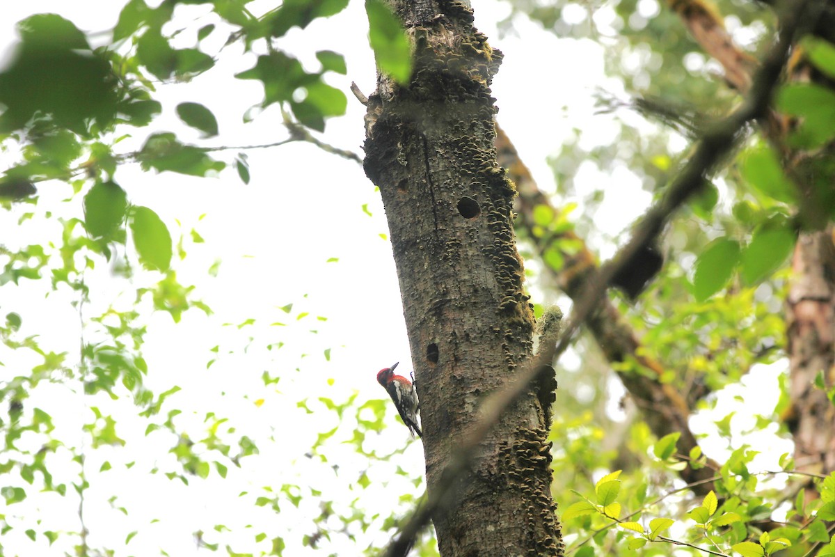 Red-breasted Sapsucker - ML620399519