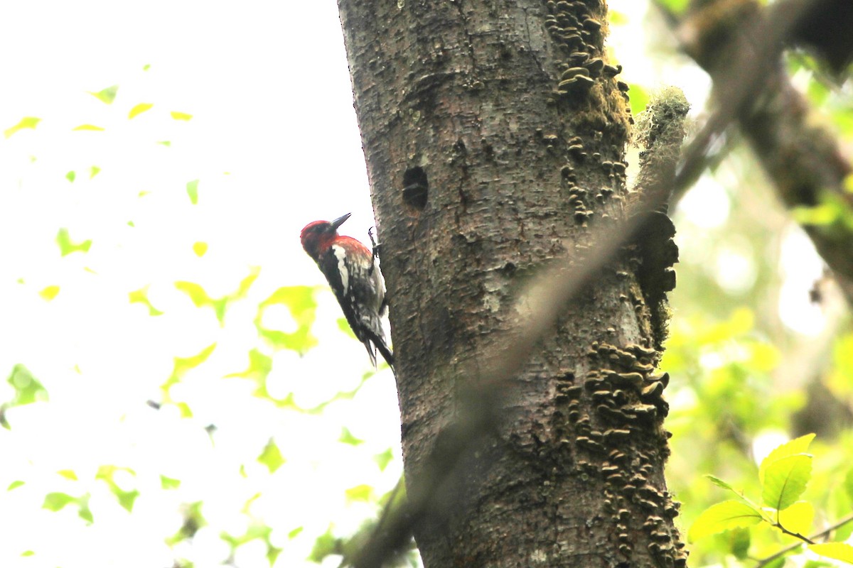 Red-breasted Sapsucker - ML620399521