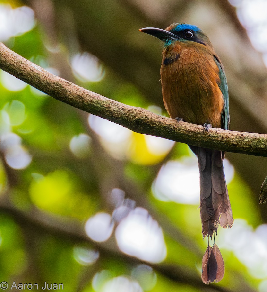 Keel-billed Motmot - ML620399522