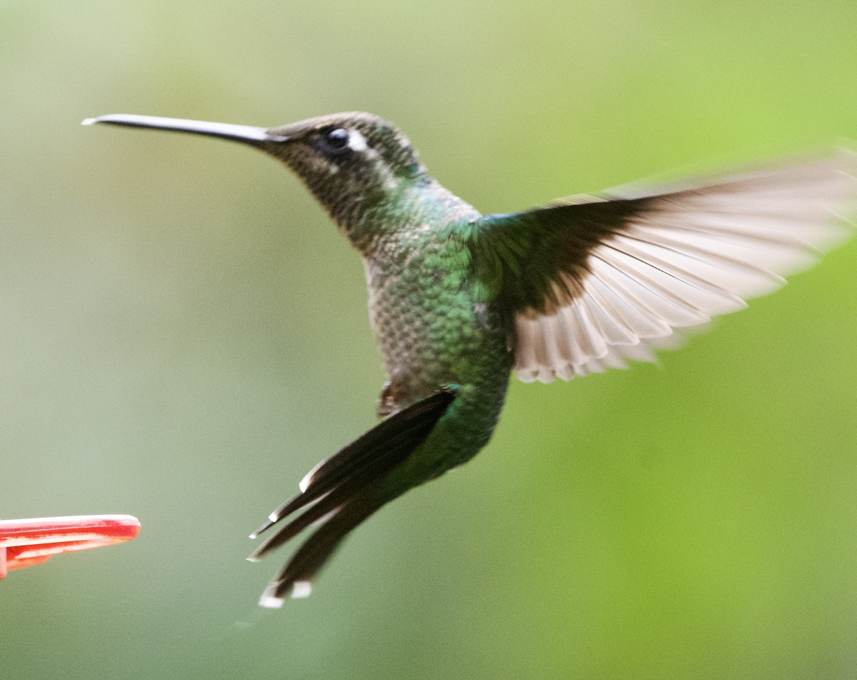 Colibrí de Talamanca - ML620399524