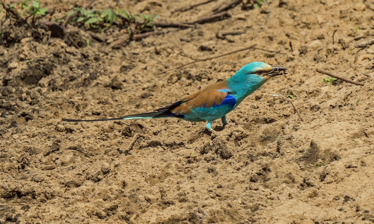 Abyssinian Roller - ML620399527