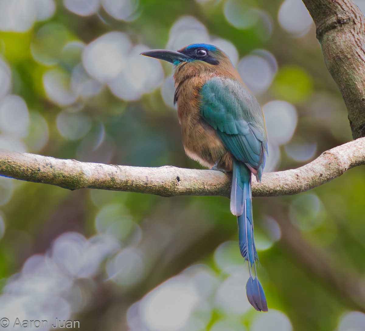 Keel-billed Motmot - ML620399530