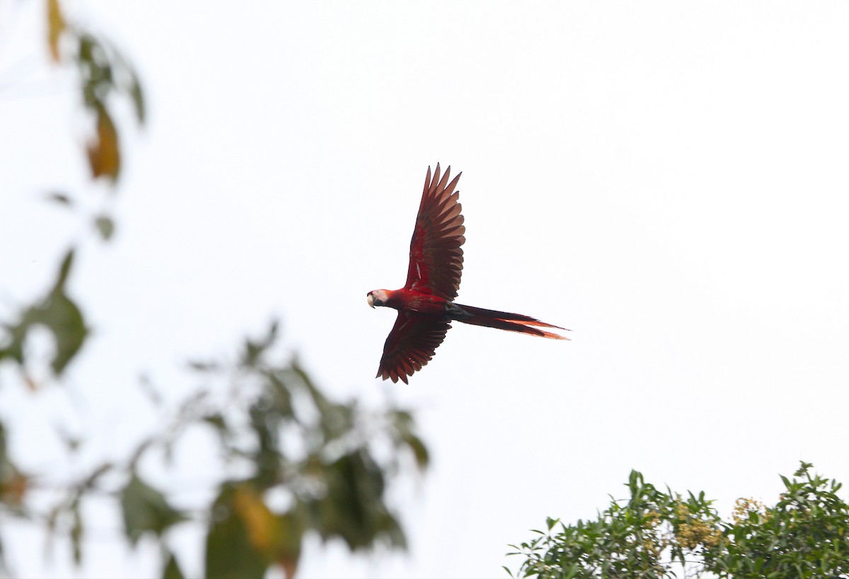 Scarlet Macaw - ML620399531