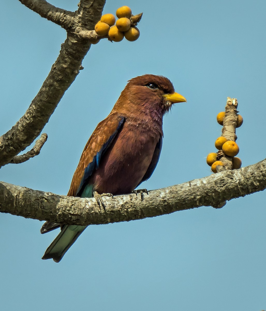 Broad-billed Roller - ML620399535