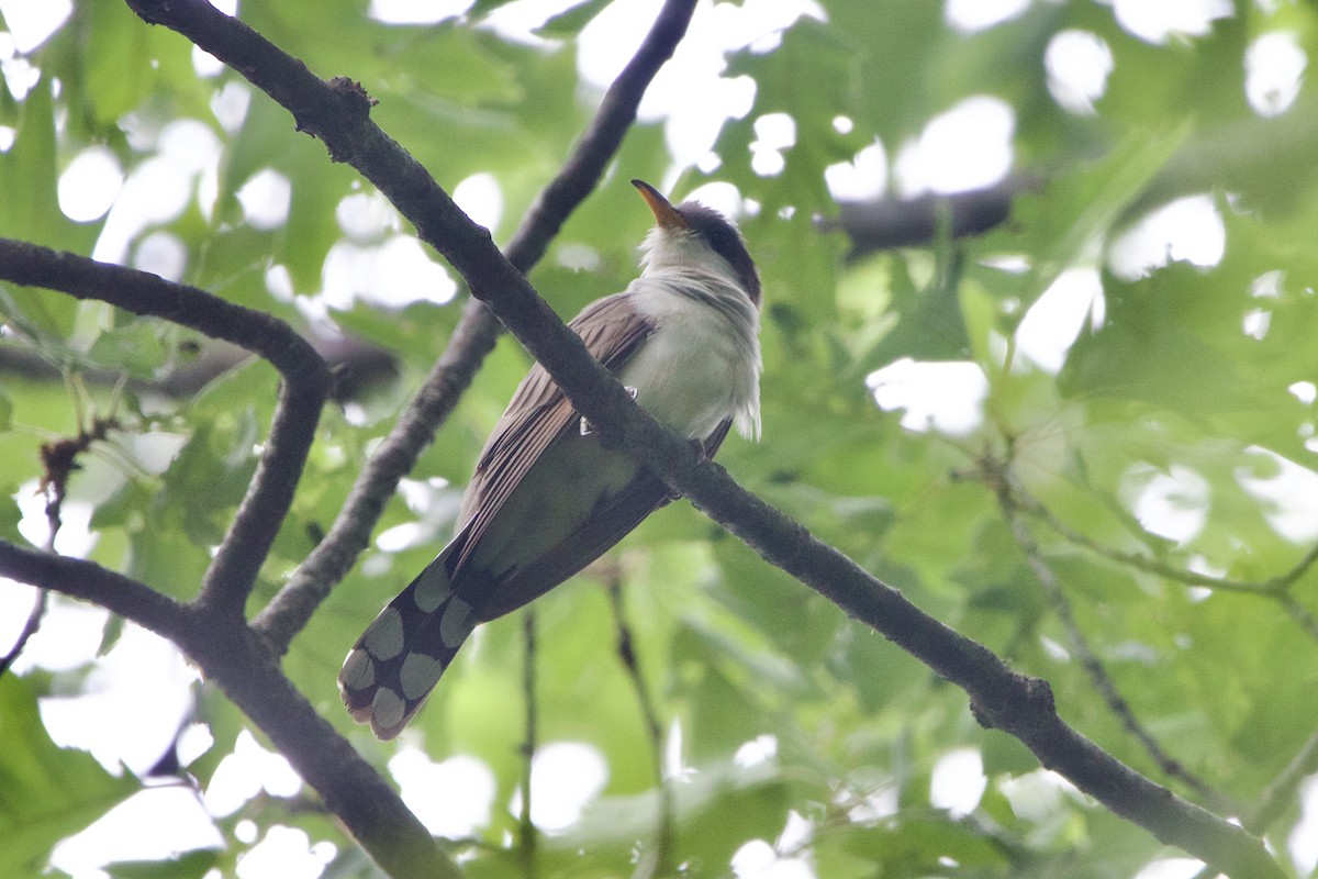 Yellow-billed Cuckoo - ML620399568