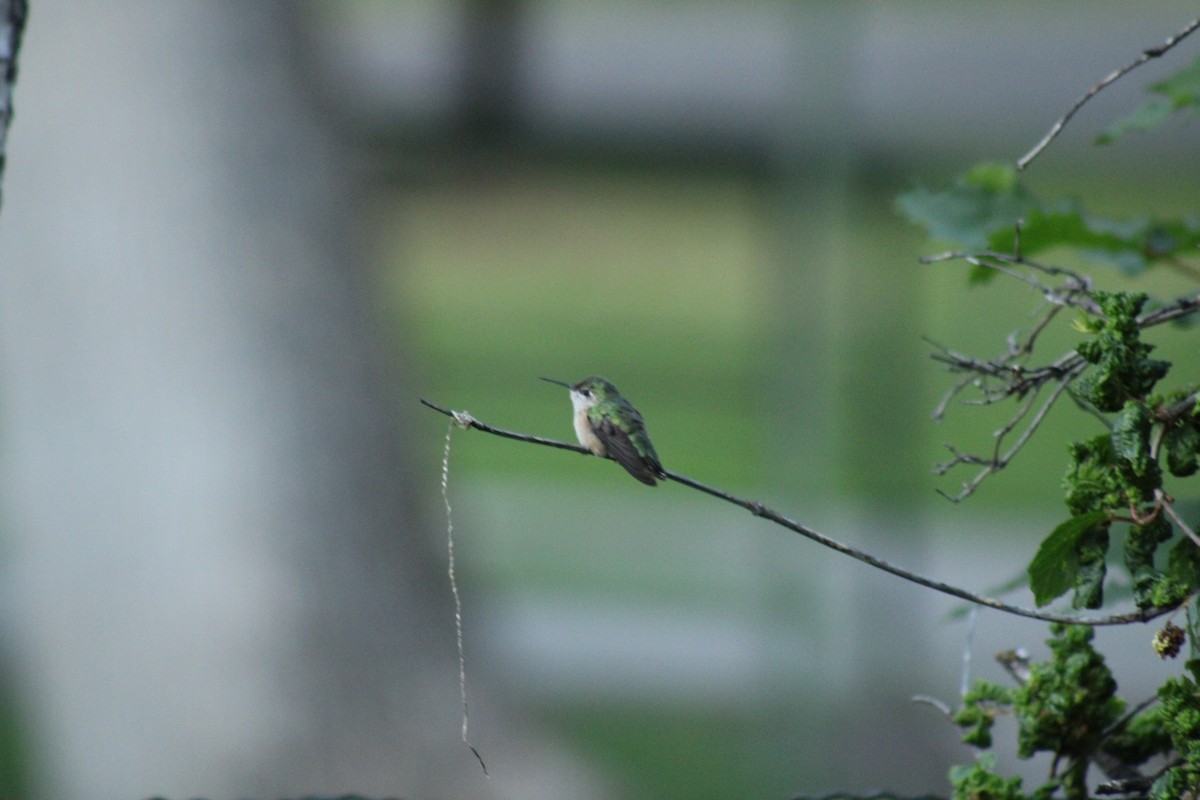 Calliope Hummingbird - ML620399569