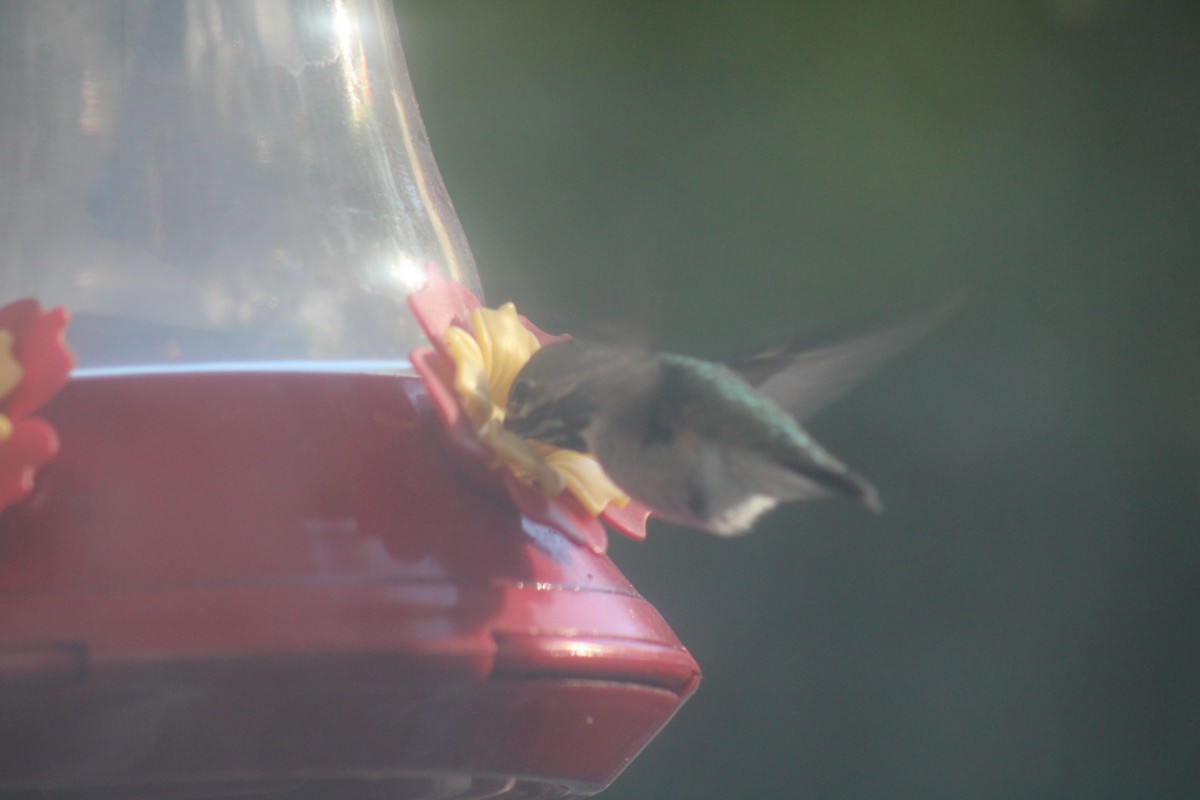 Calliope Hummingbird - ML620399570