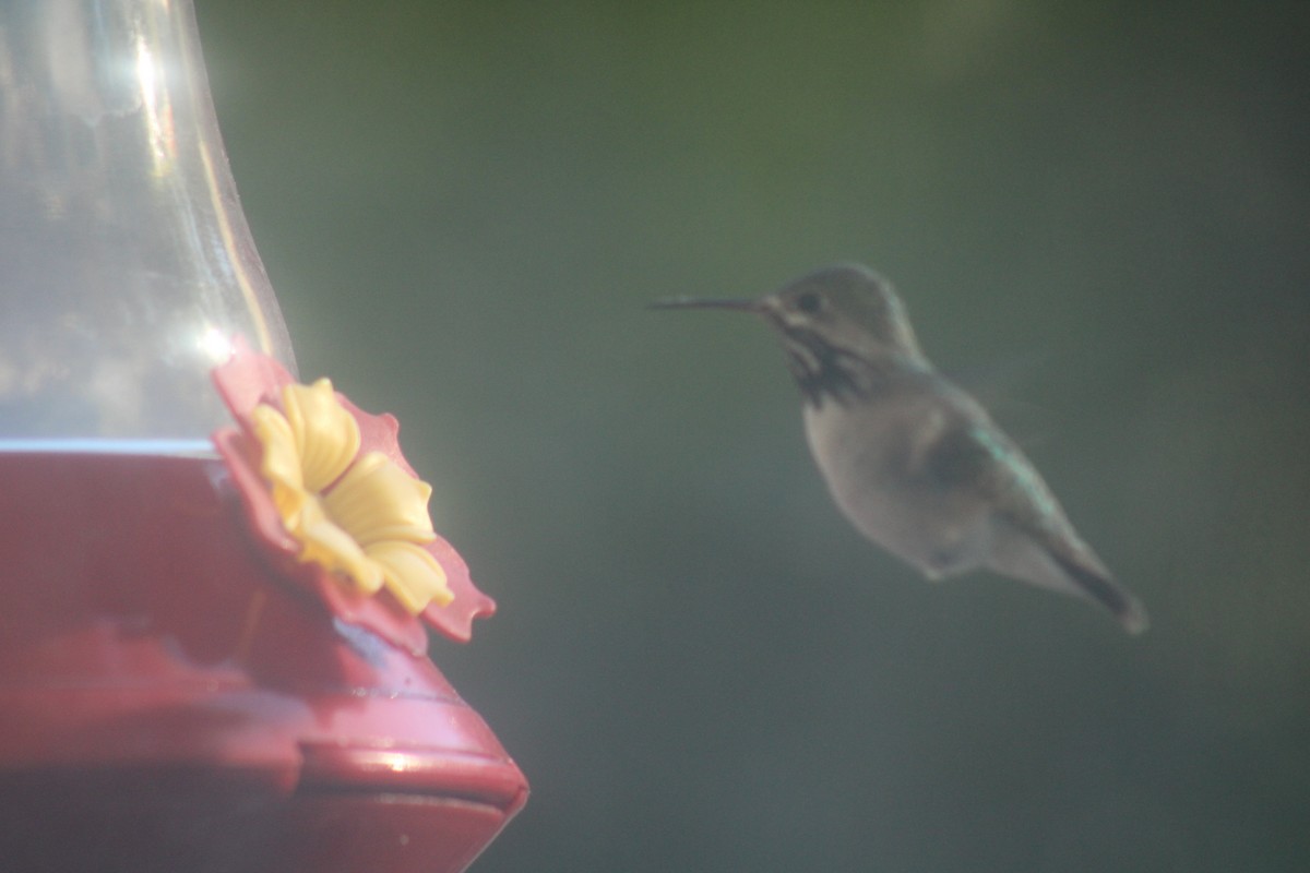 Calliope Hummingbird - Carl Ingwell