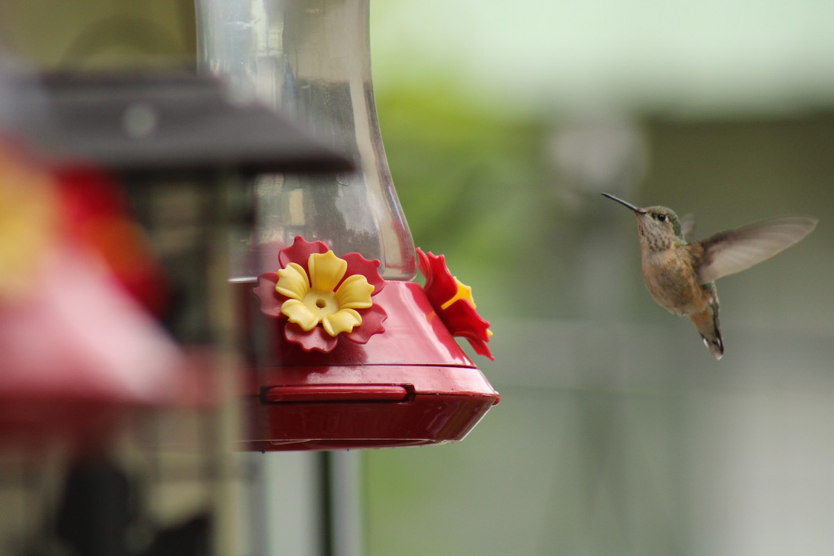 Calliope Hummingbird - ML620399573