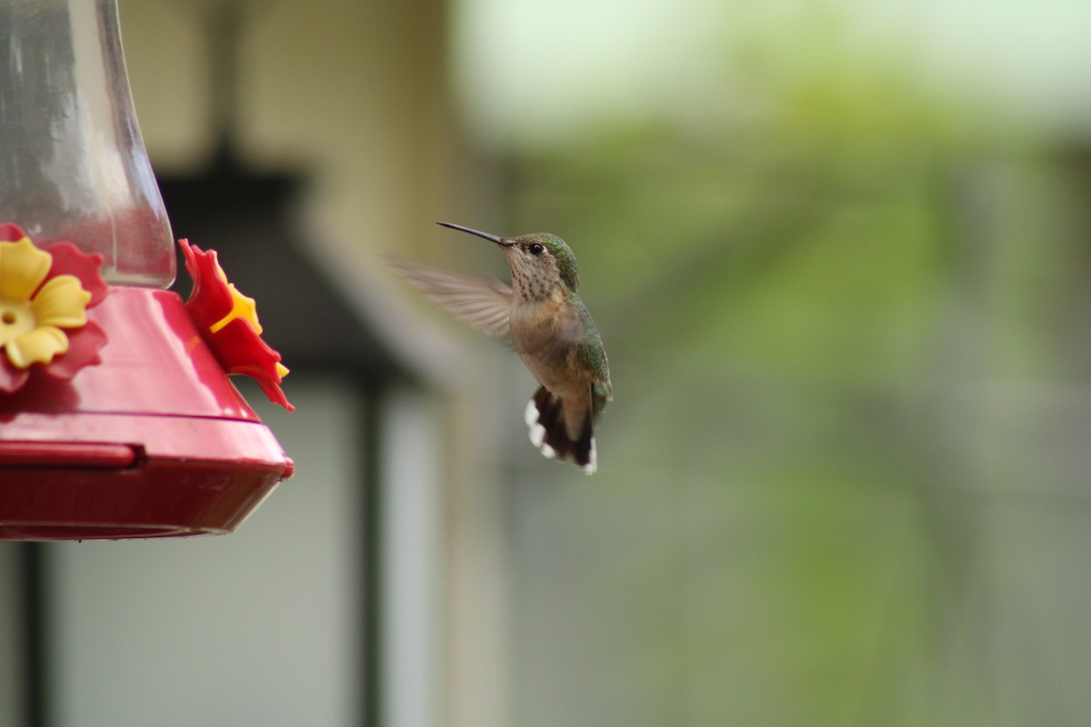 Calliope Hummingbird - ML620399574