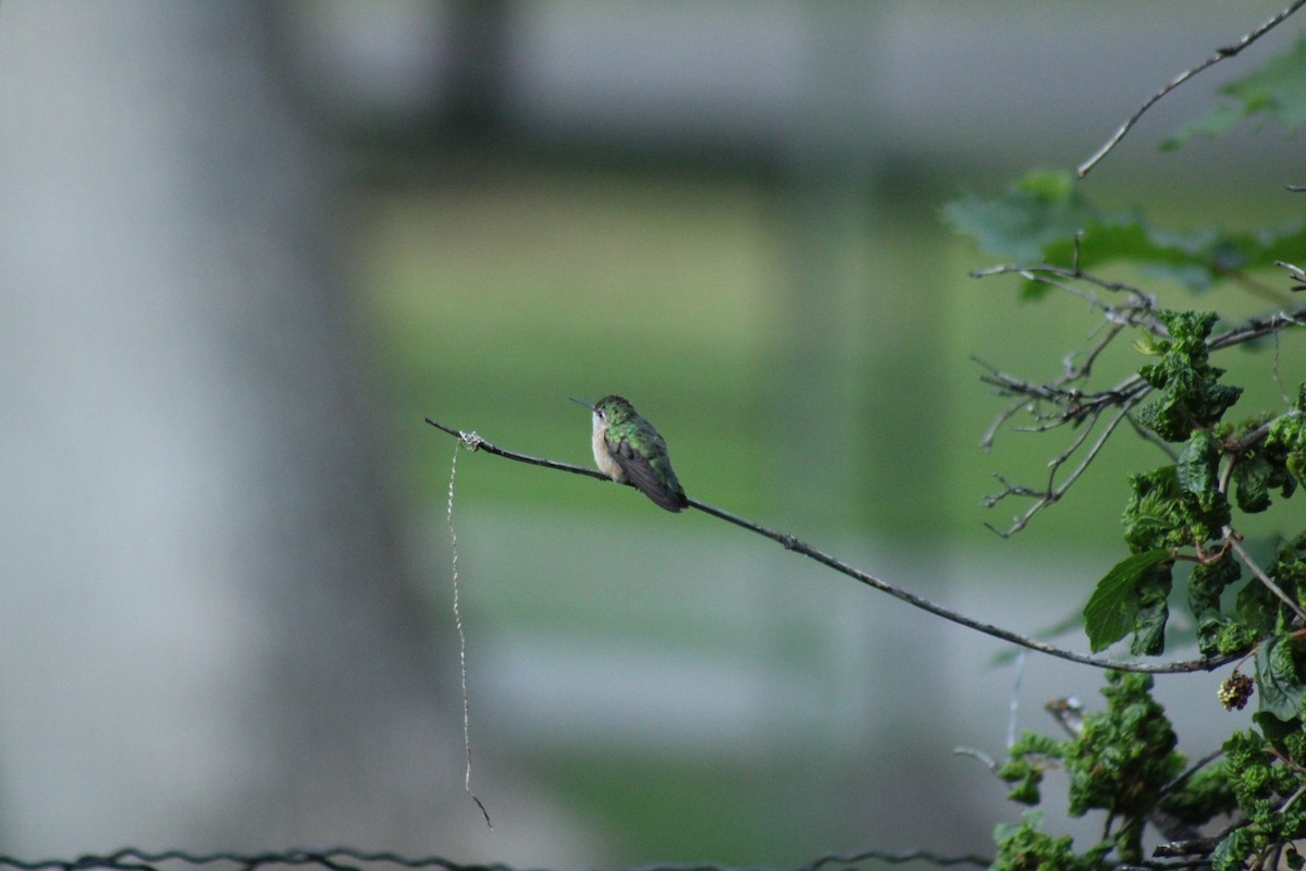 Calliope Hummingbird - ML620399576