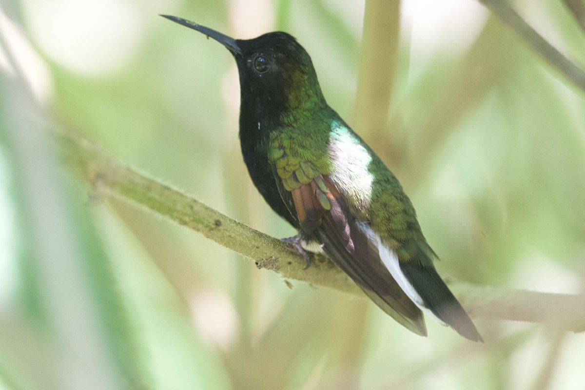 Colibri à ventre noir - ML620399586