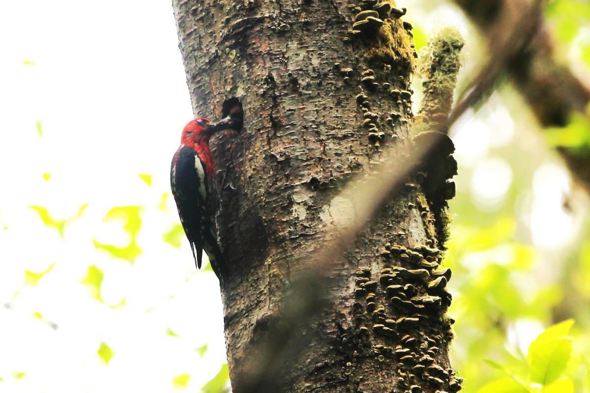 Red-breasted Sapsucker - ML620399590