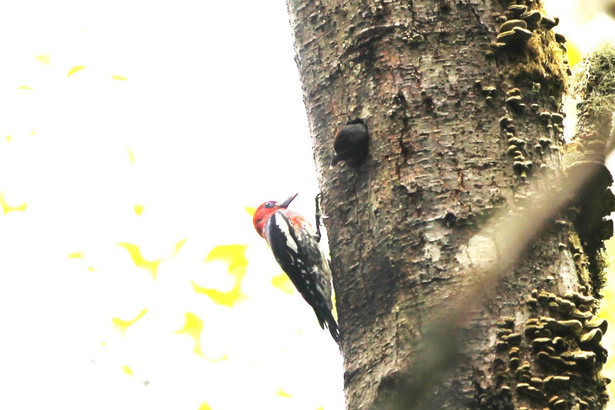 Red-breasted Sapsucker - ML620399591