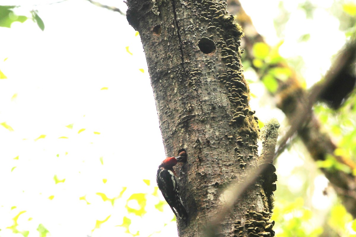 Red-breasted Sapsucker - ML620399592