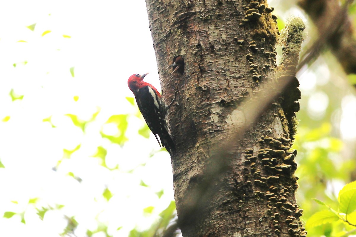 Red-breasted Sapsucker - ML620399593