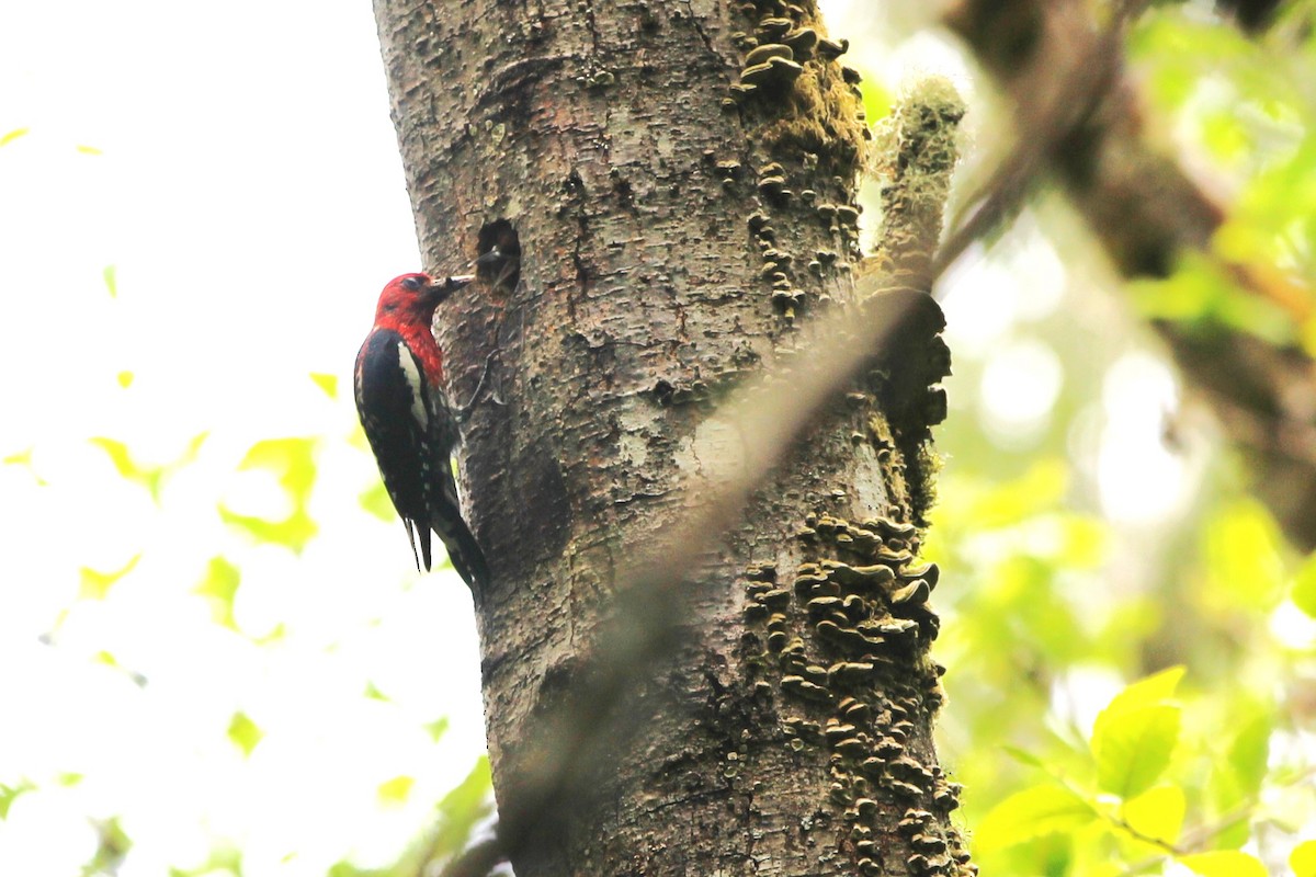 Red-breasted Sapsucker - ML620399594