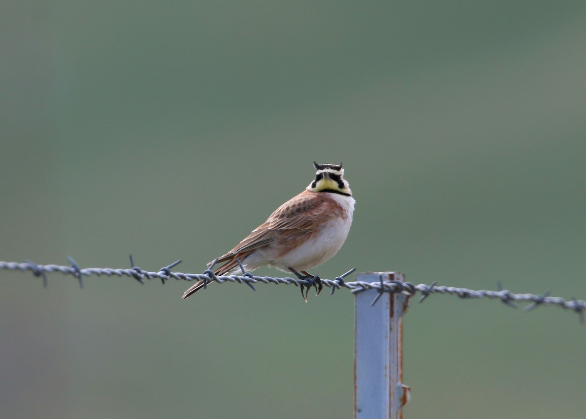 Horned Lark - ML620399600