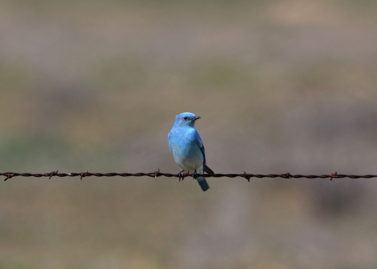 Mountain Bluebird - ML620399601