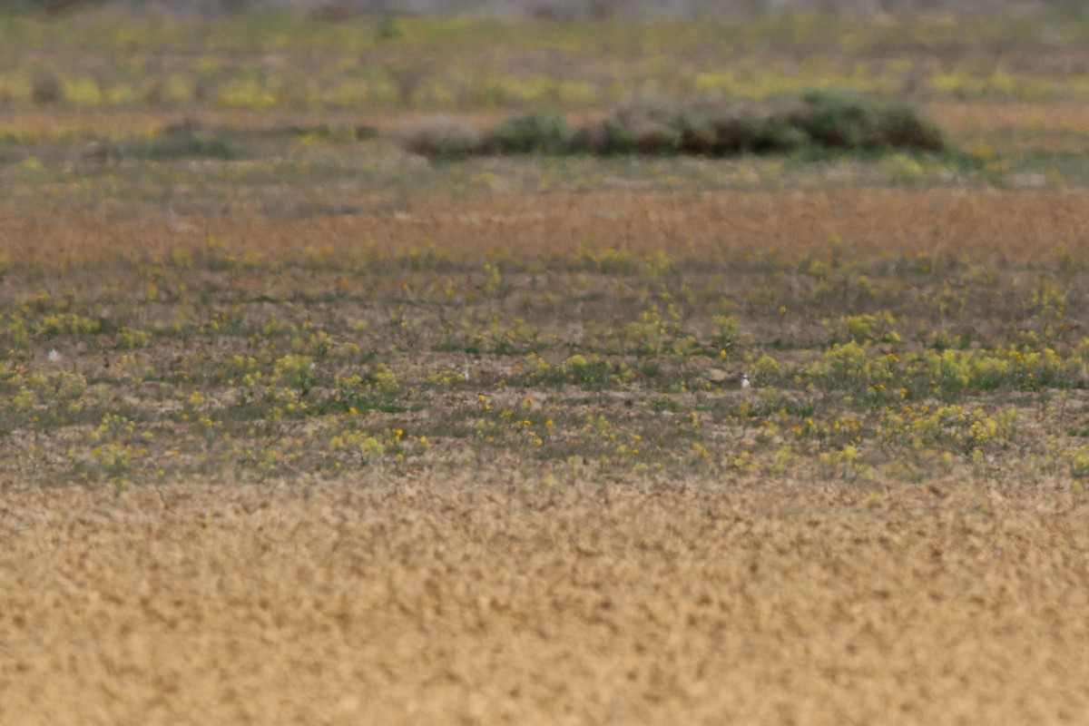 Mountain Plover - William Clark