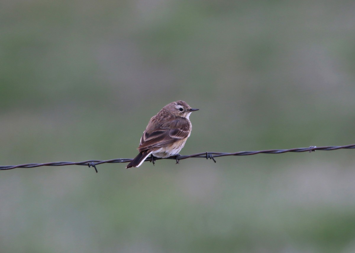 Pipit d'Amérique - ML620399612