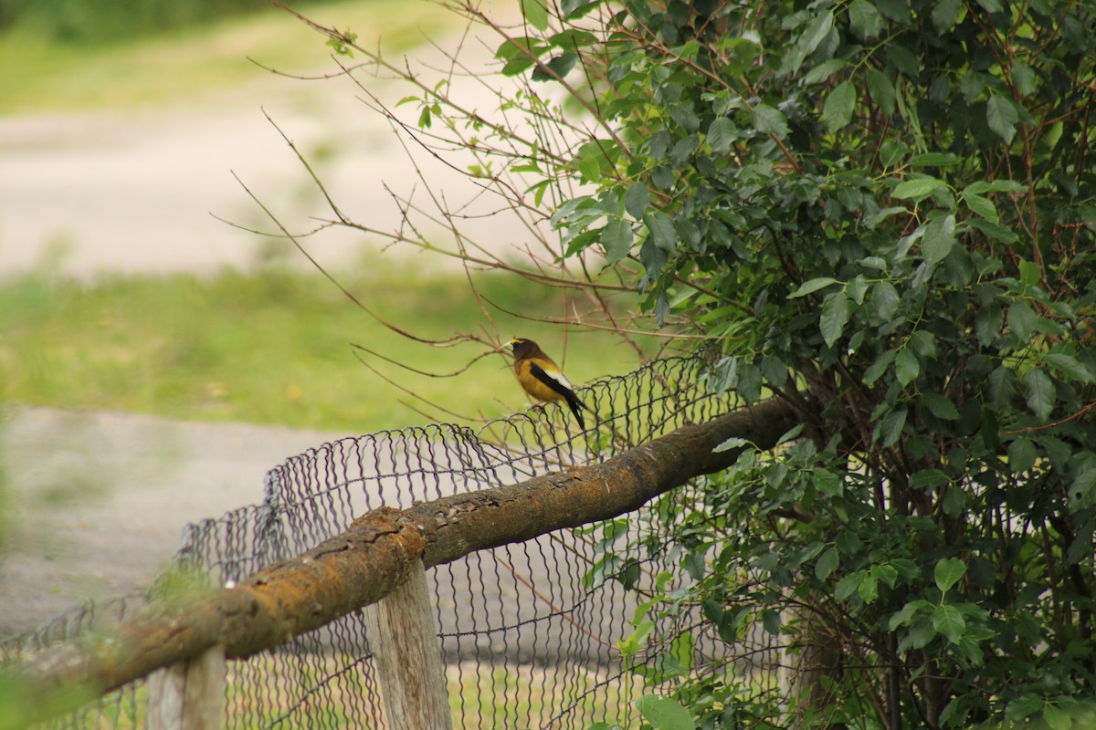 Evening Grosbeak - ML620399617